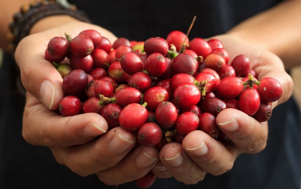 Tasty Infusion Made with Coffee Waste