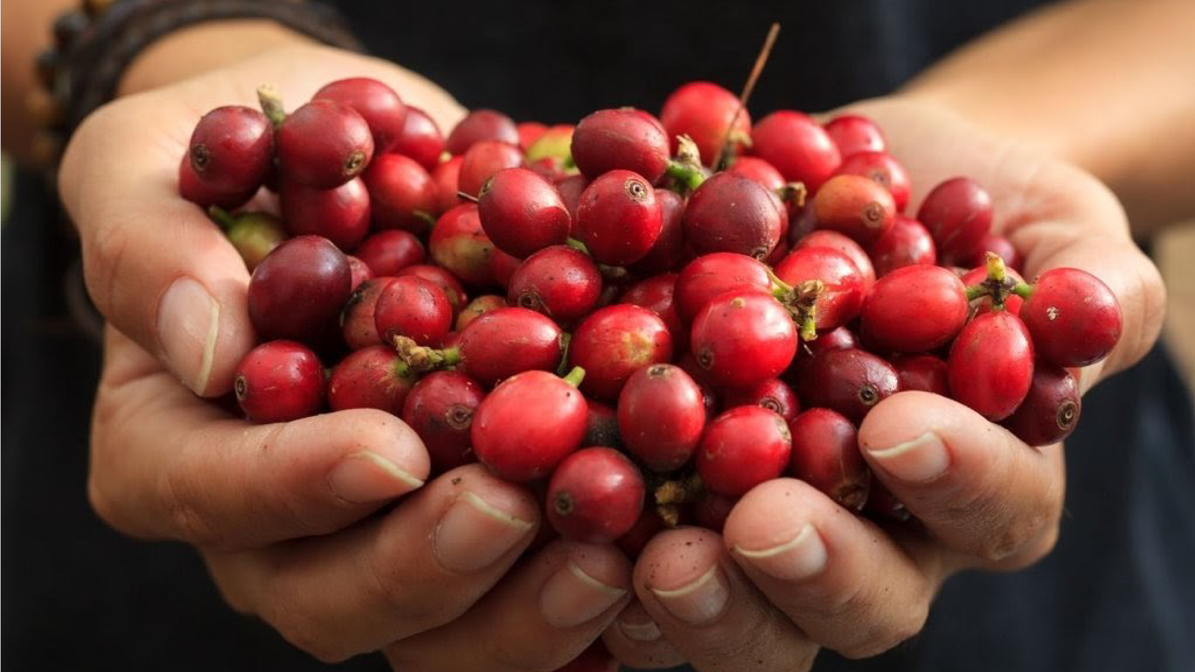 Cascara: The Up-And-Coming Superfood