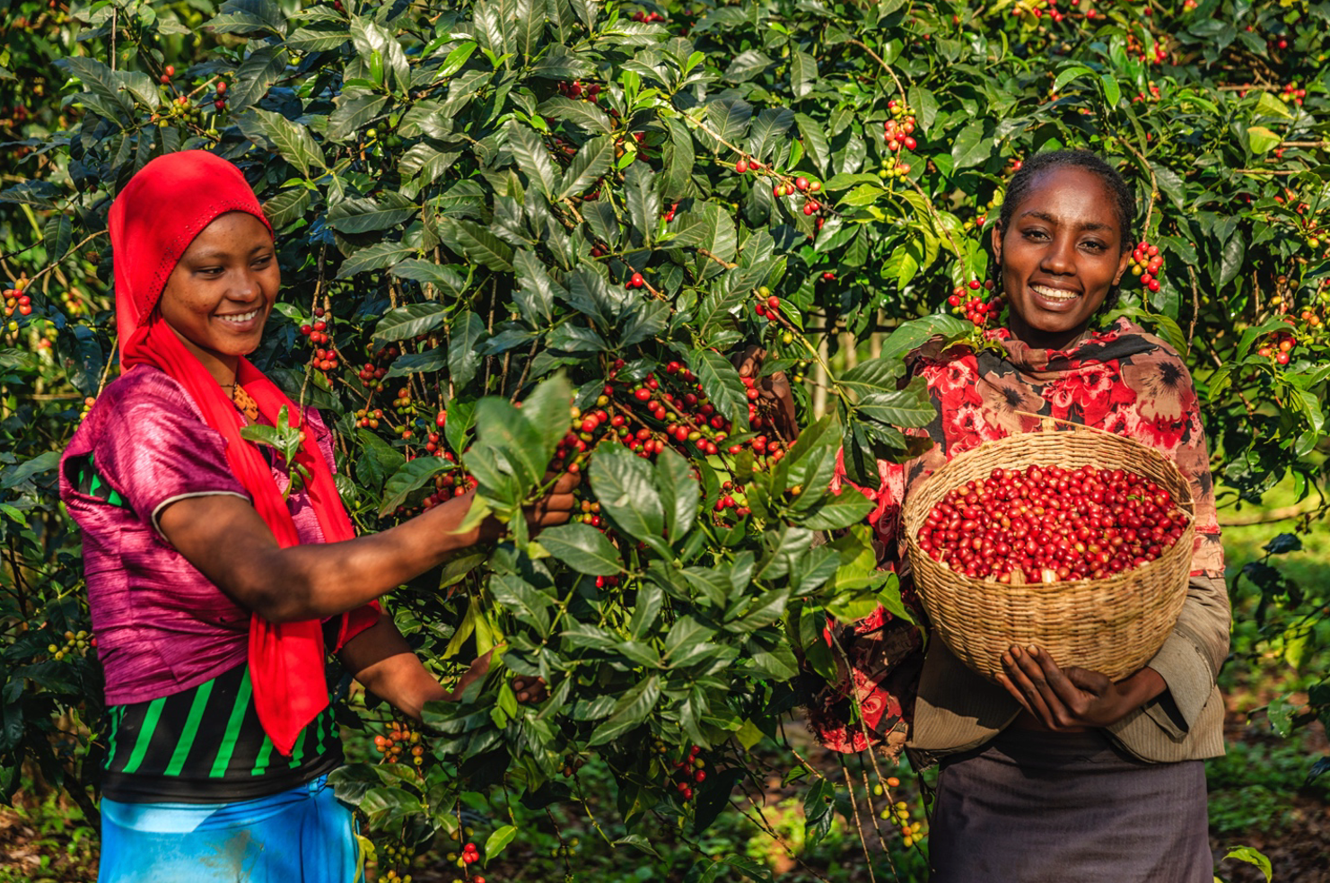 Everything You Need To Know About A Coffee Cherry