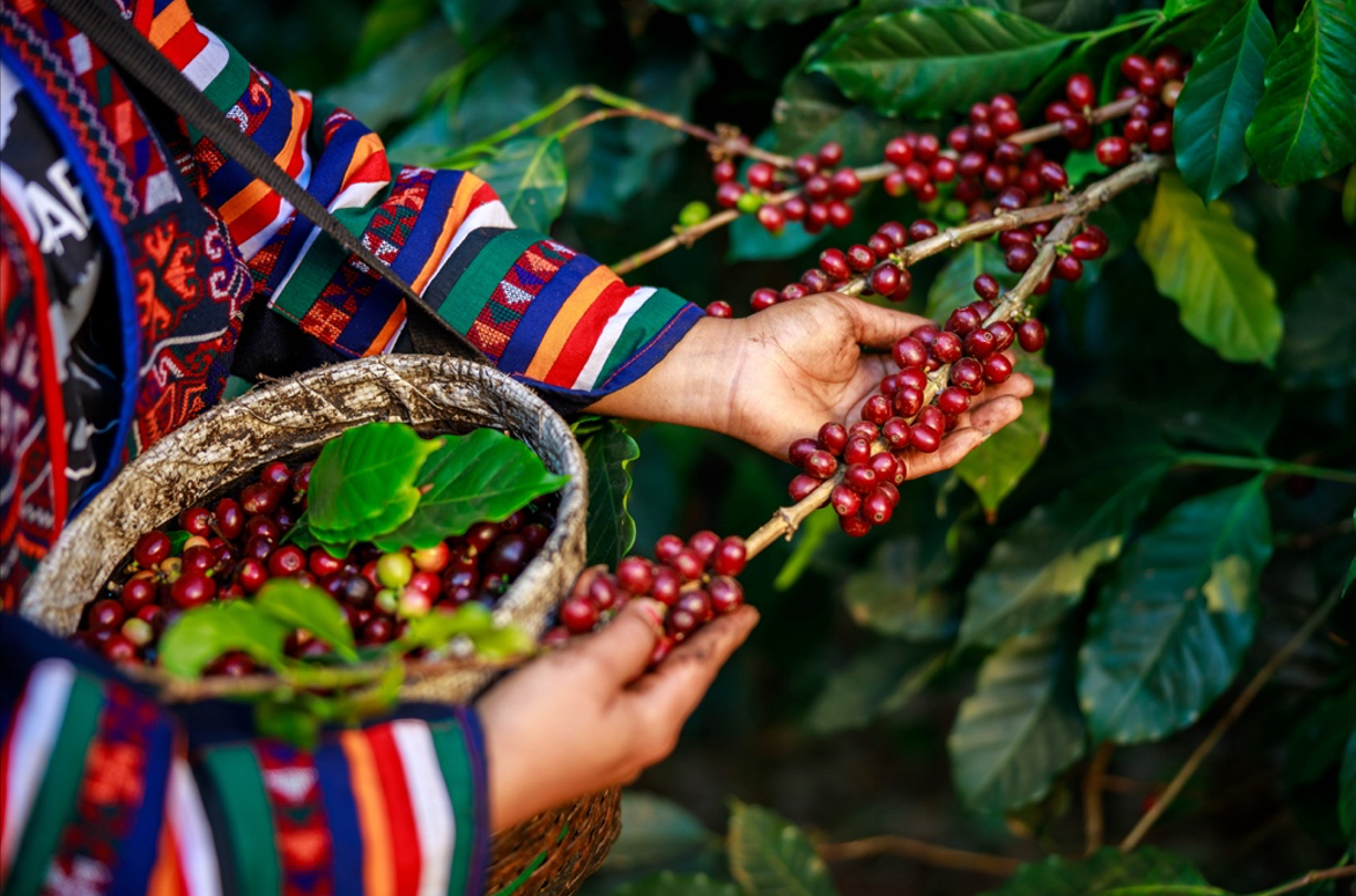 Trending Coffee Ingredient Isn’t Even Coffee
