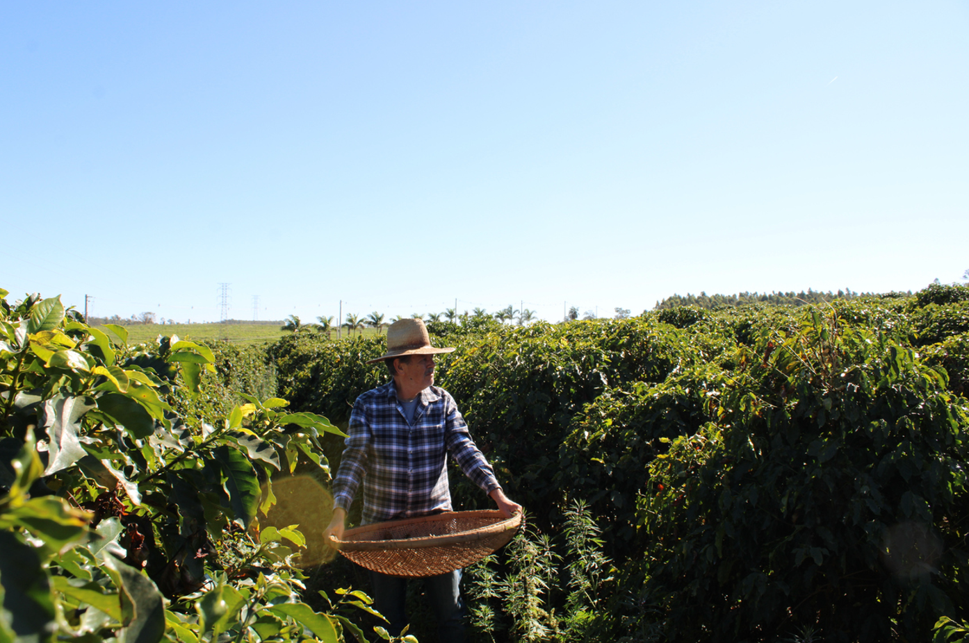 Cascara: Good for the Plant, Good for the Farmers, and Good for the People