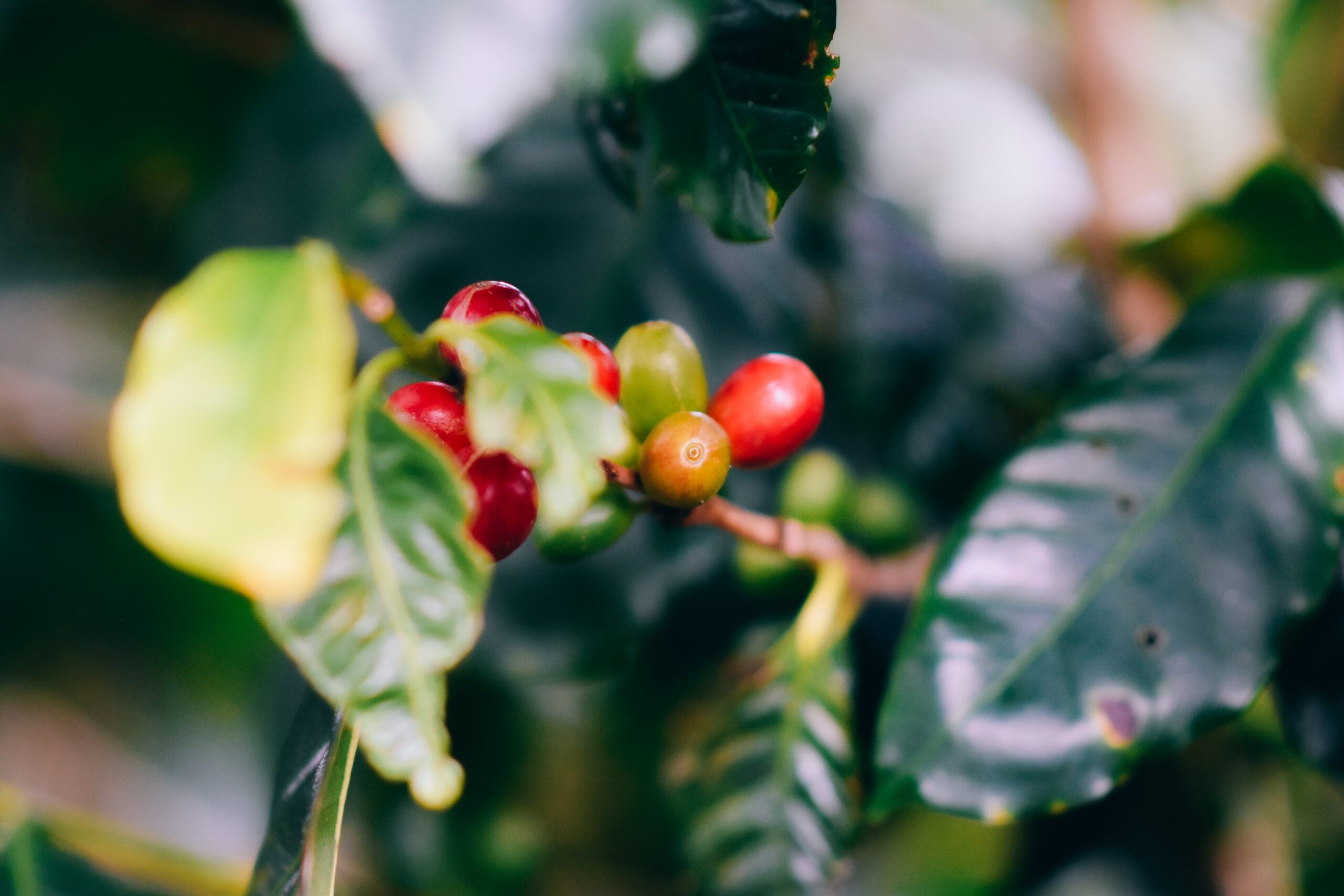 Coffee fruit